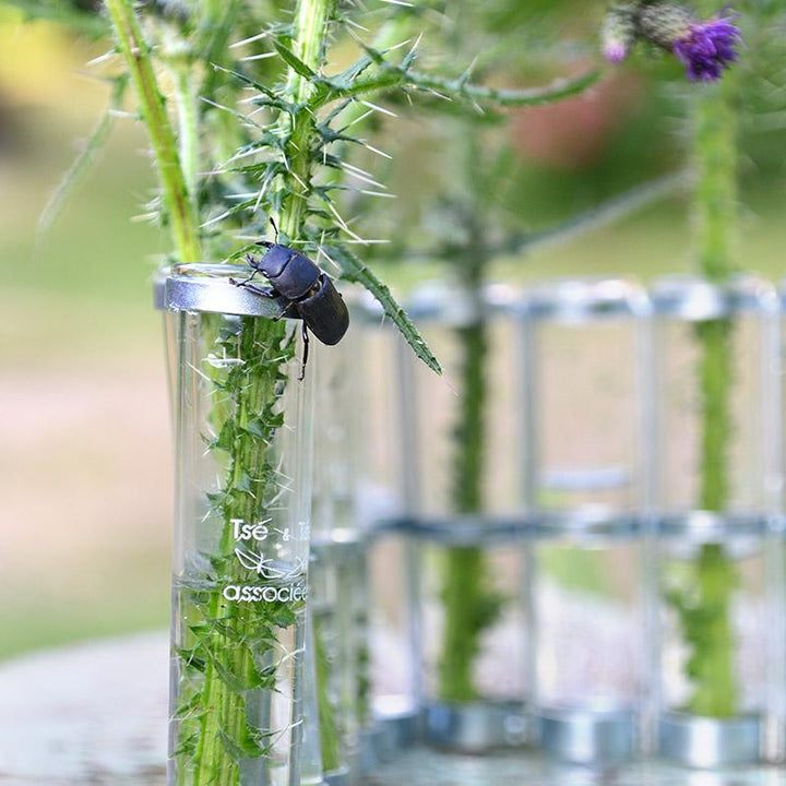 petit vase plante piquante insecte